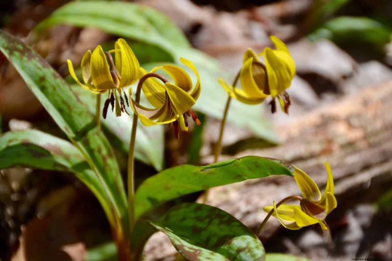 Piante primaverili adatte agli impollinatori:20 migliori scelte per un giardino fiorente 