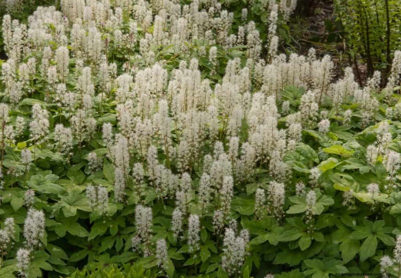 Piante primaverili adatte agli impollinatori:20 migliori scelte per un giardino fiorente 