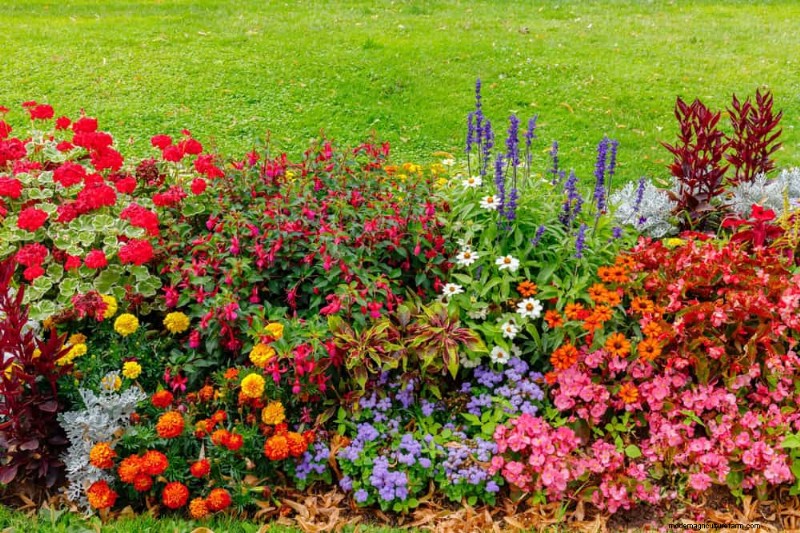 Piante primaverili adatte agli impollinatori:20 migliori scelte per un giardino fiorente 