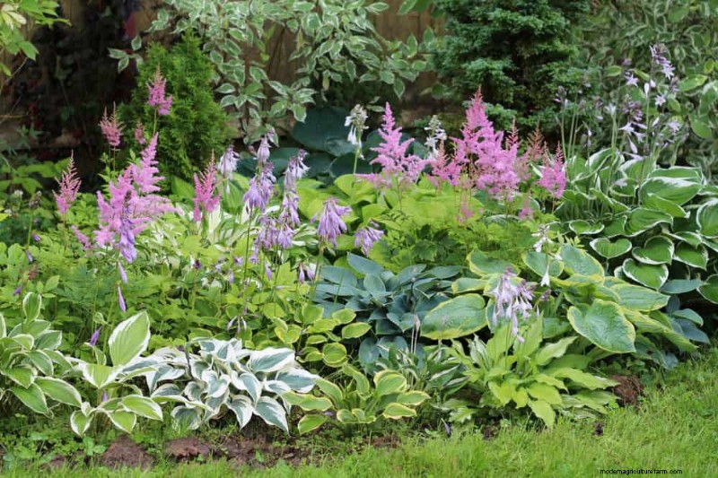 Beste schaduwtolerante planten voor een prachtige tuin 