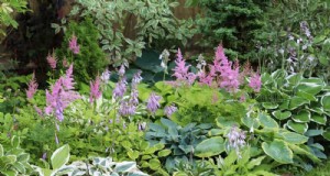 Beste schaduwtolerante planten voor een prachtige tuin 