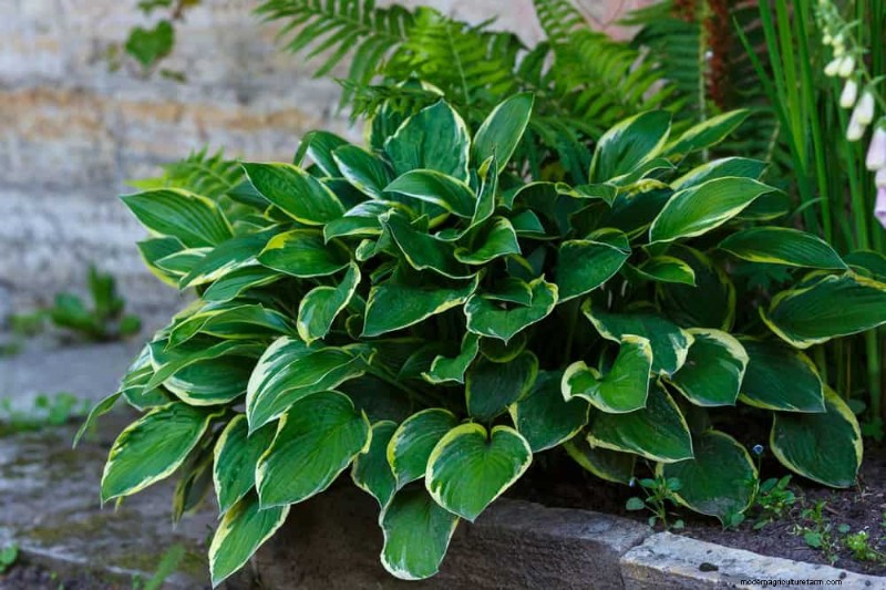Beste schaduwtolerante planten voor een prachtige tuin 