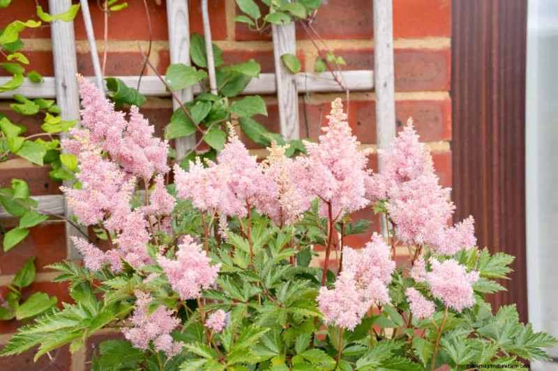 Beste schaduwtolerante planten voor een prachtige tuin 