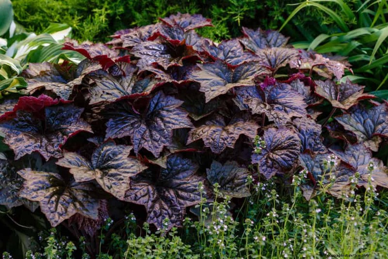 Beste schaduwtolerante planten voor een prachtige tuin 