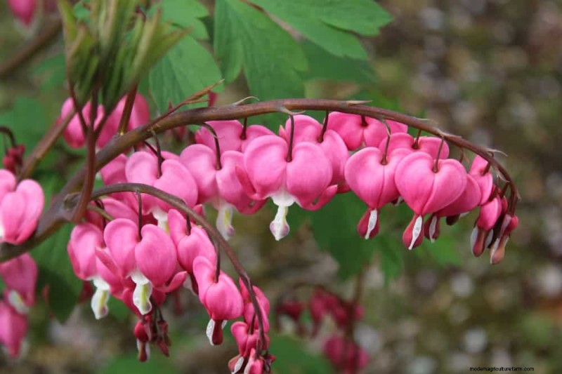 Beste schaduwtolerante planten voor een prachtige tuin 