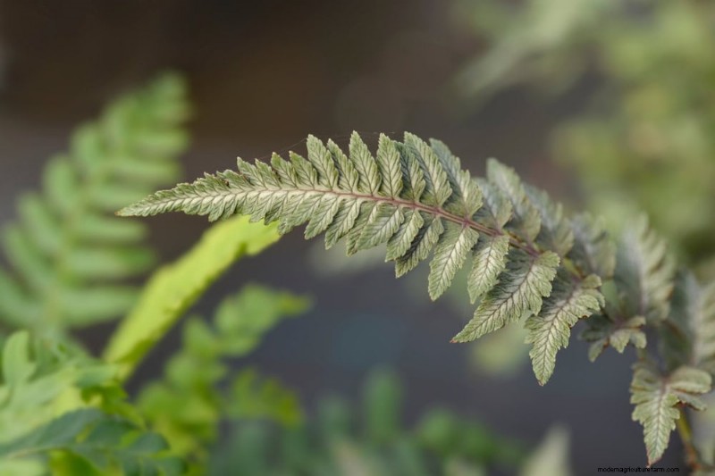Beste schaduwtolerante planten voor een prachtige tuin 