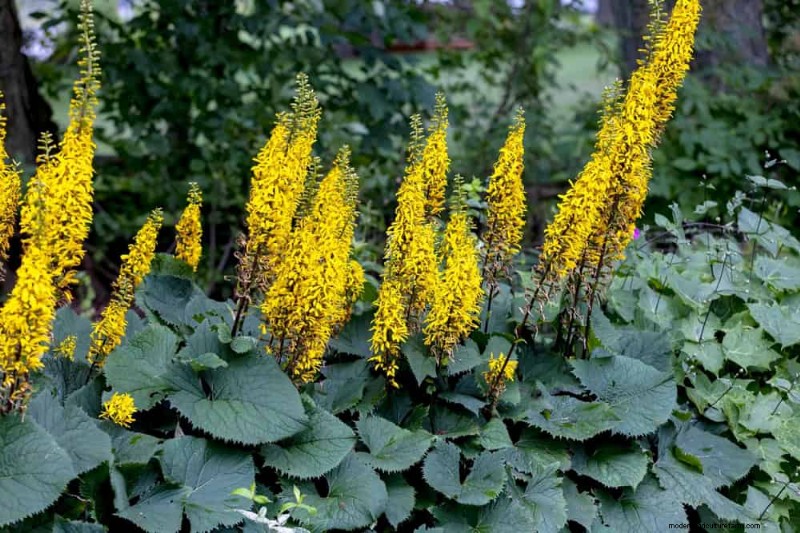 Beste schaduwtolerante planten voor een prachtige tuin 