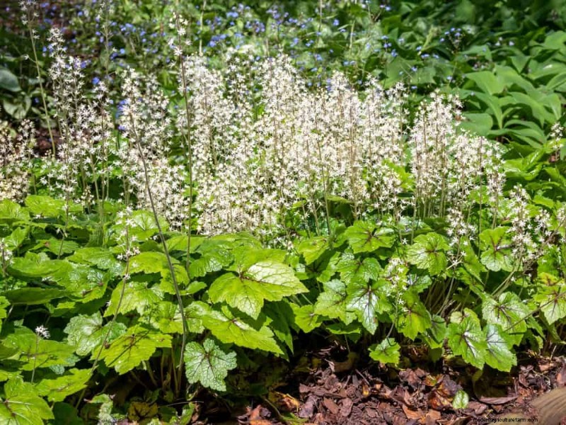 Beste schaduwtolerante planten voor een prachtige tuin 