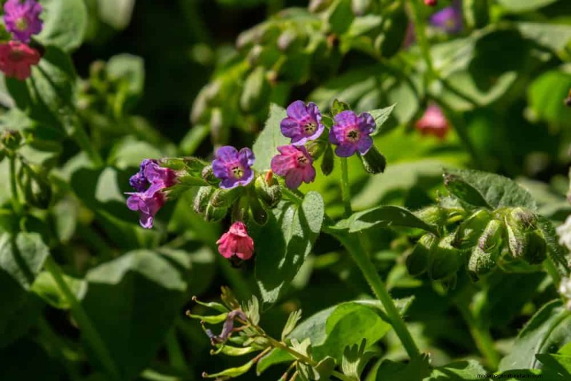 Beste schaduwtolerante planten voor een prachtige tuin 
