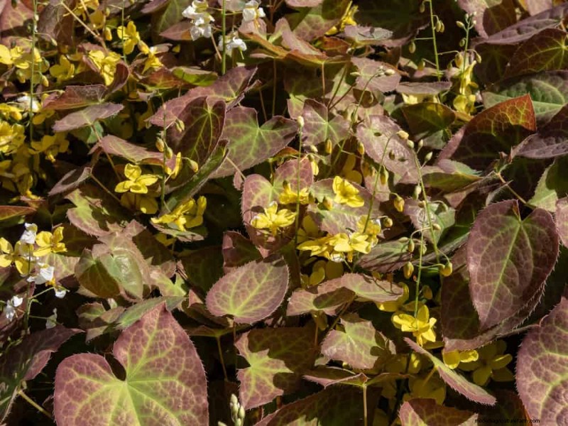 Beste schaduwtolerante planten voor een prachtige tuin 
