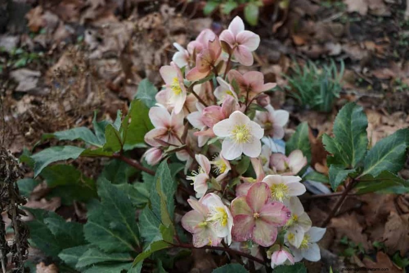 Beste schaduwtolerante planten voor een prachtige tuin 
