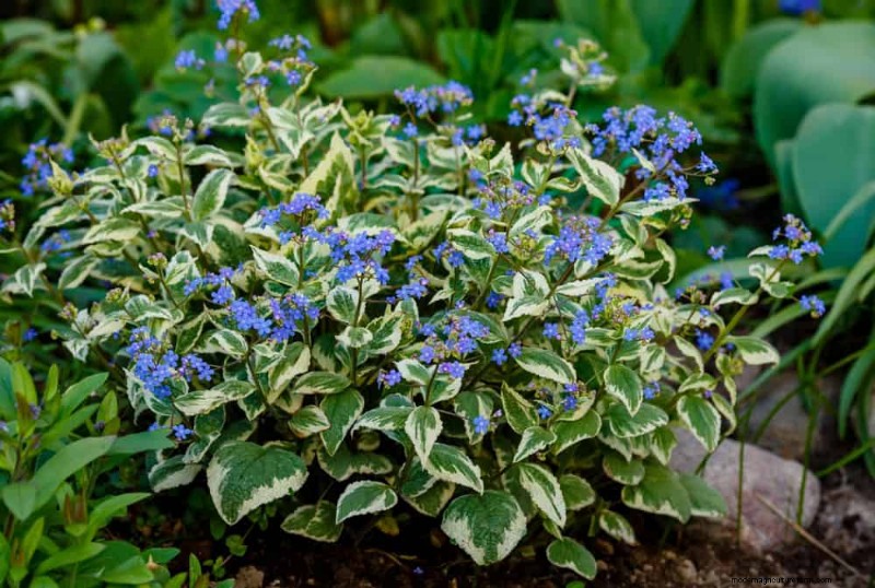 Beste schaduwtolerante planten voor een prachtige tuin 