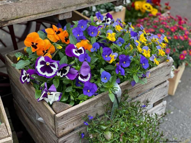Beste schaduwtolerante planten voor een prachtige tuin 