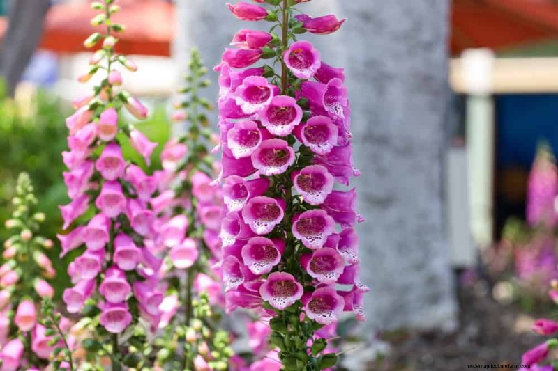 Beste schaduwtolerante planten voor een prachtige tuin 