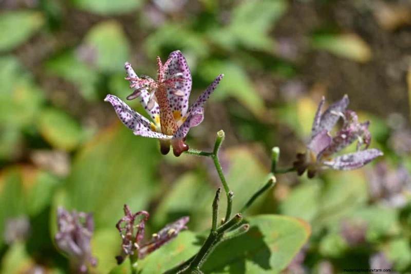 Beste schaduwtolerante planten voor een prachtige tuin 