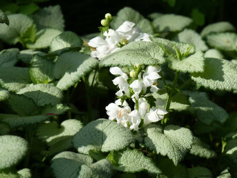 Beste schaduwtolerante planten voor een prachtige tuin 