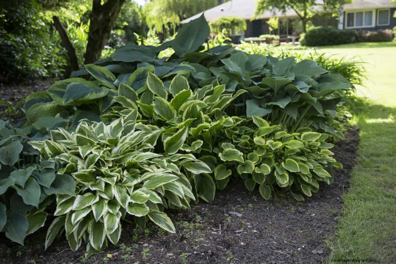 Beste schaduwtolerante planten voor een prachtige tuin 