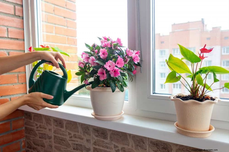 Kamerplanten water geven:17 veelvoorkomende mythen ontkrachten 