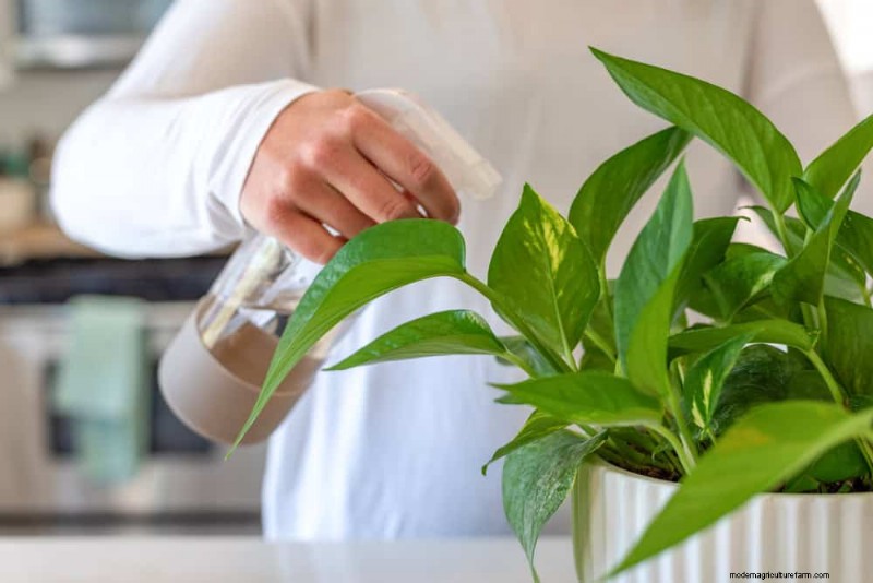 Kamerplanten water geven:17 veelvoorkomende mythen ontkrachten 