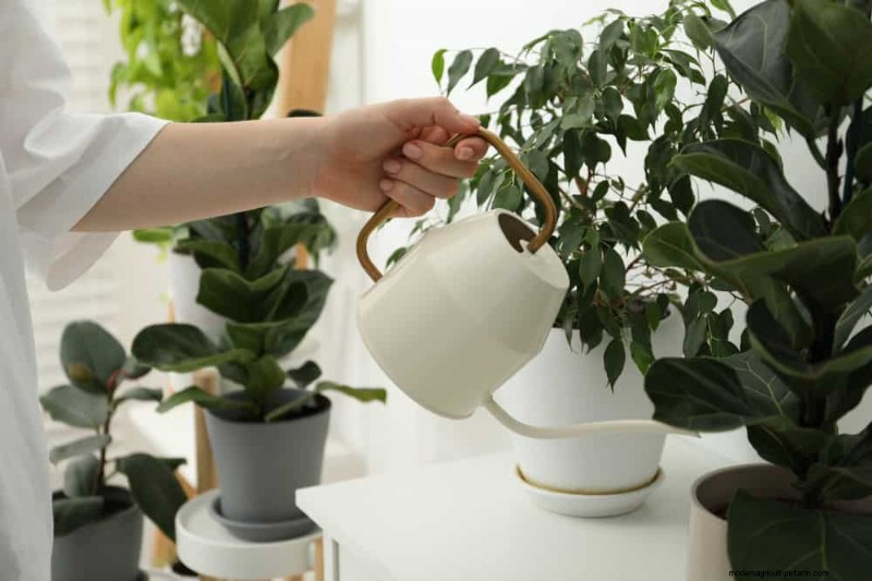 Kamerplanten water geven:17 veelvoorkomende mythen ontkrachten 
