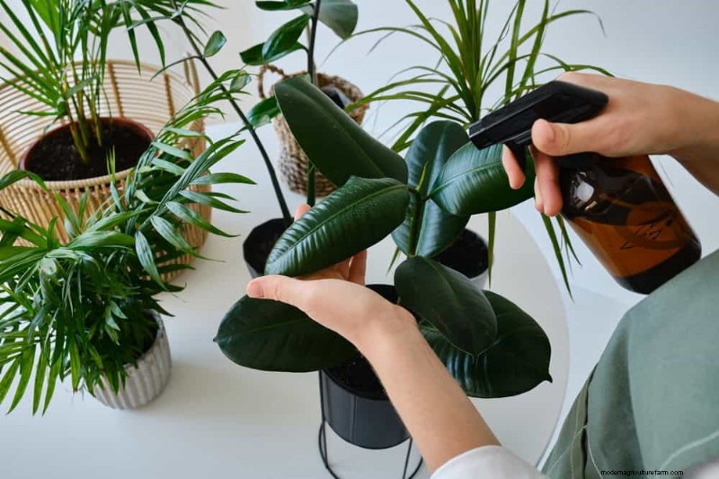 Kamerplanten water geven:17 veelvoorkomende mythen ontkrachten 