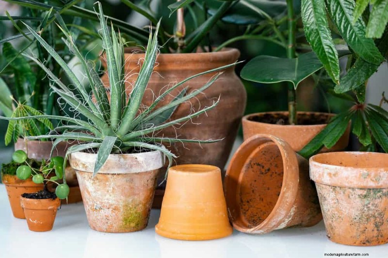 Kamerplanten water geven:17 veelvoorkomende mythen ontkrachten 