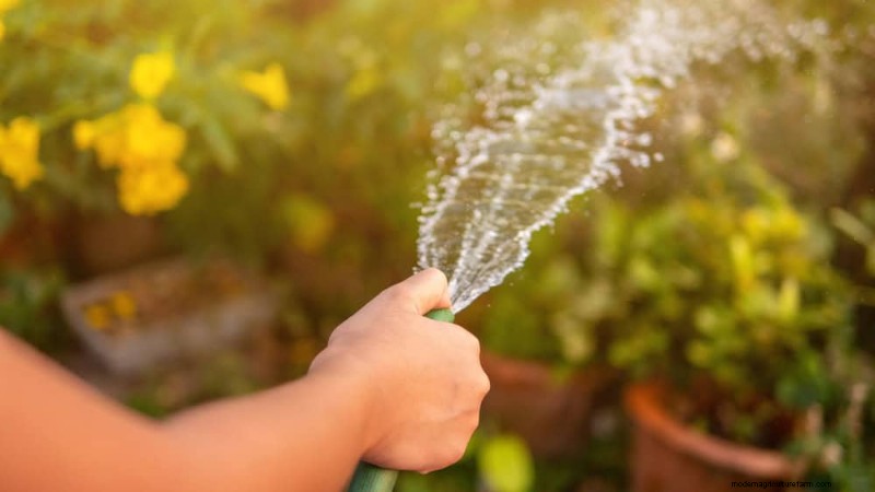 Kamerplanten water geven:17 veelvoorkomende mythen ontkrachten 