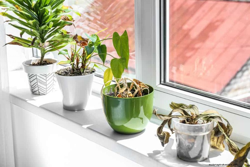 Kamerplanten water geven:17 veelvoorkomende mythen ontkrachten 
