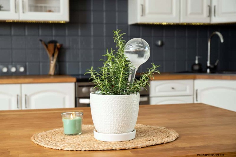 Kamerplanten water geven:17 veelvoorkomende mythen ontkrachten 