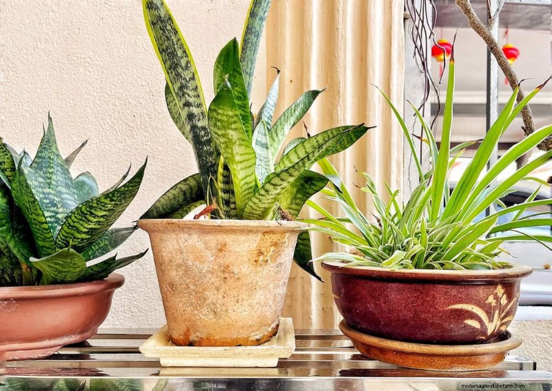 Kamerplanten water geven:17 veelvoorkomende mythen ontkrachten 