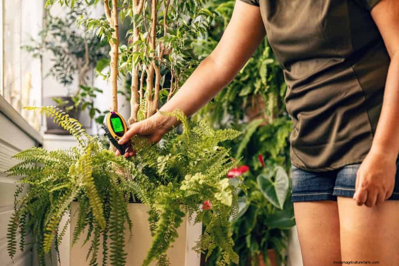 Kamerplanten water geven:17 veelvoorkomende mythen ontkrachten 