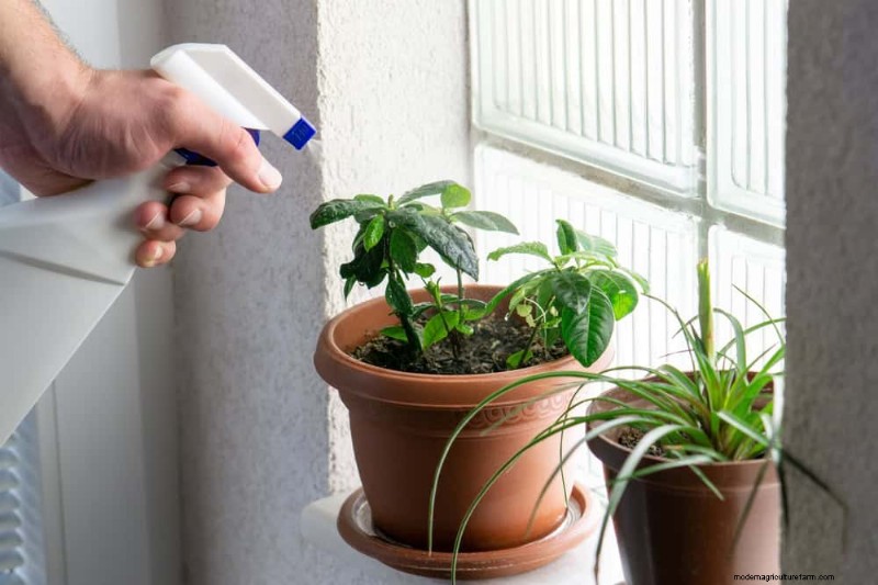 Kamerplanten water geven:17 veelvoorkomende mythen ontkrachten 