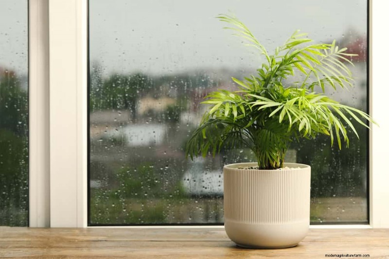 Kamerplanten water geven:17 veelvoorkomende mythen ontkrachten 