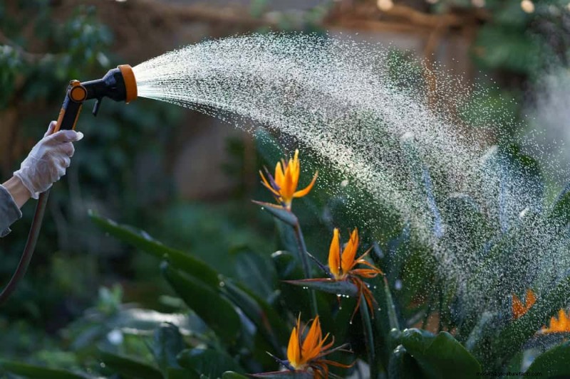 Kamerplanten water geven:17 veelvoorkomende mythen ontkrachten 
