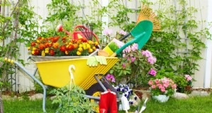 Alat Berkebun Penting untuk Pemula:Bangun Taman yang Berkembang 
