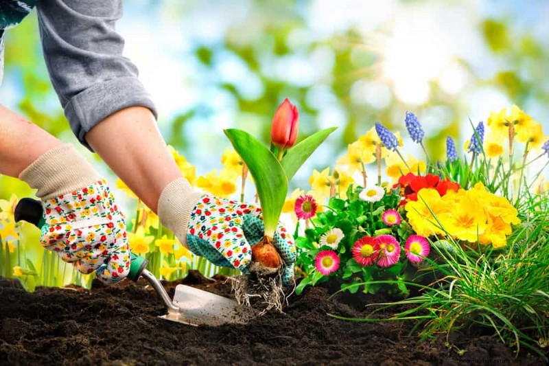 Essentiële tuingereedschap voor beginners:bouw een bloeiende tuin 