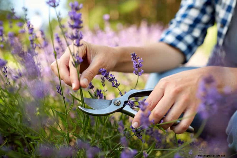 Essentiële tuingereedschap voor beginners:bouw een bloeiende tuin 
