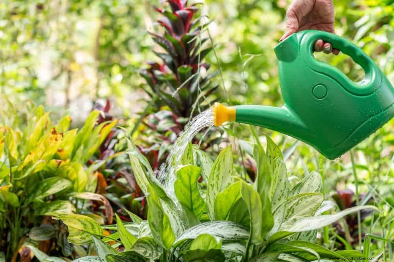 Essentiële tuingereedschap voor beginners:bouw een bloeiende tuin 