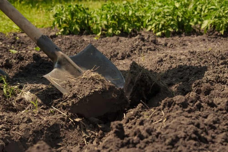 Essentiële tuingereedschap voor beginners:bouw een bloeiende tuin 