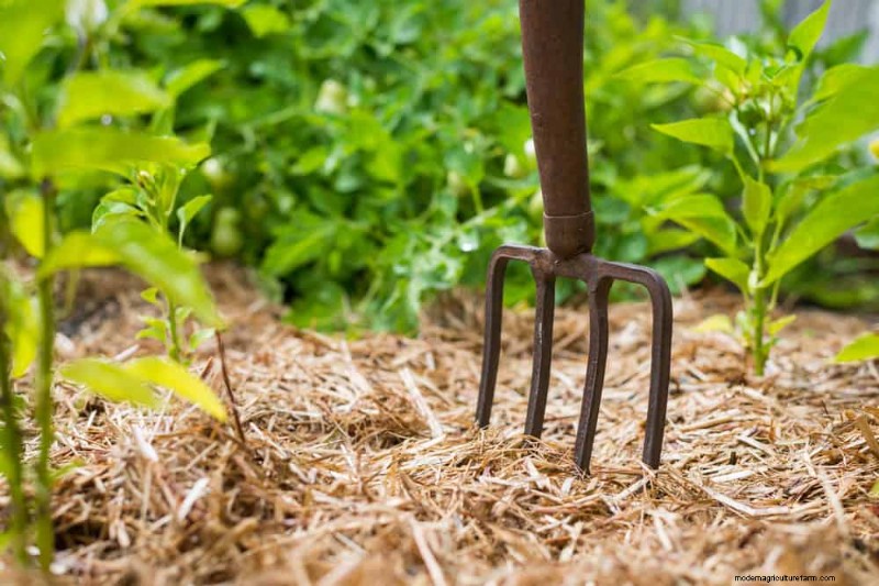 Essentiële tuingereedschap voor beginners:bouw een bloeiende tuin 