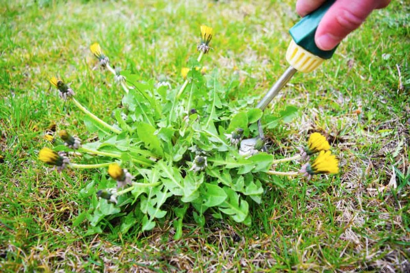 Essentiële tuingereedschap voor beginners:bouw een bloeiende tuin 
