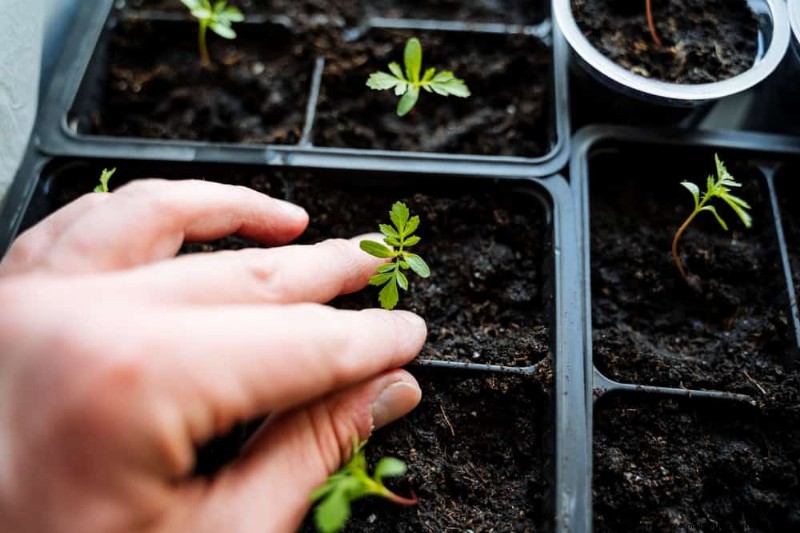Essentiële tuingereedschap voor beginners:bouw een bloeiende tuin 