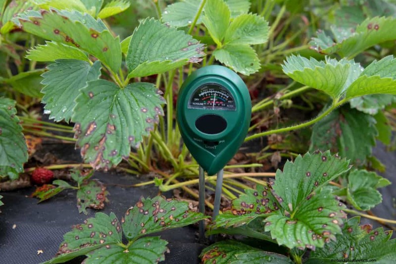 Essentiële tuingereedschap voor beginners:bouw een bloeiende tuin 