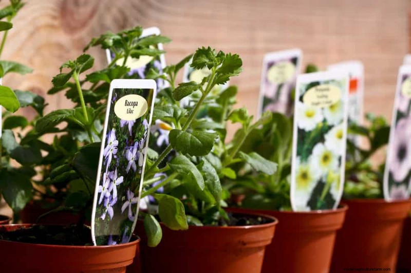 Essentiële tuingereedschap voor beginners:bouw een bloeiende tuin 