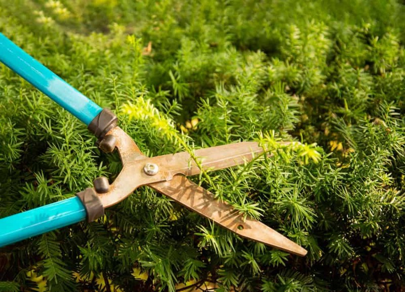 Essentiële tuingereedschap voor beginners:bouw een bloeiende tuin 