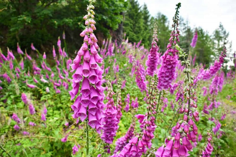 24 plantas perennes altas para una altura espectacular en el jardín y un interés visual 