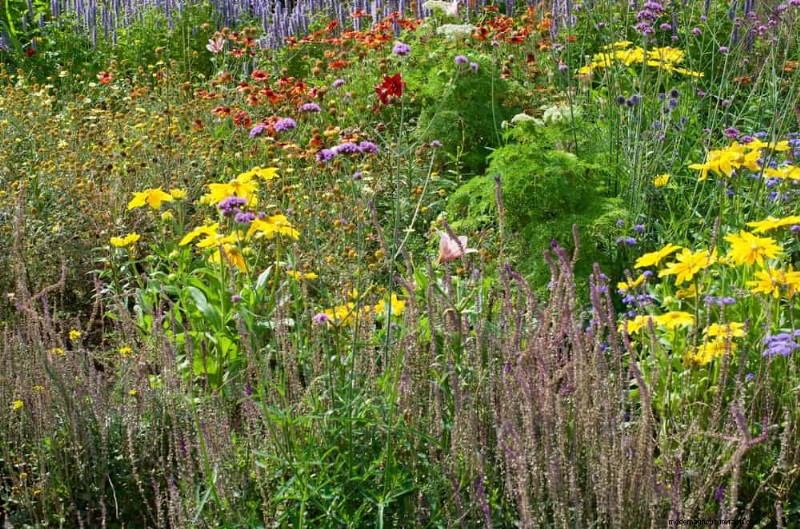 24 plantas perennes altas para una altura espectacular en el jardín y un interés visual 