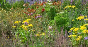 24 piante perenni alte per un altezza spettacolare del giardino e un interesse visivo 