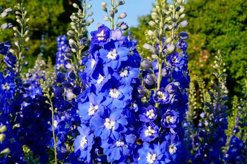 24 plantas perennes altas para una altura espectacular en el jardín y un interés visual 