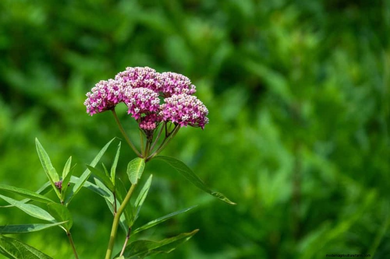 24 plantas perennes altas para una altura espectacular en el jardín y un interés visual 